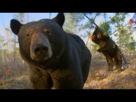 Black Bear Marking with Their Scent | BBC Earth