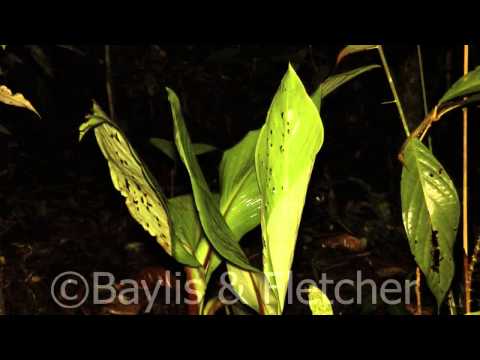 Hardwicke’s Woolly Bat sequence: clip 4, Mulu NP, Malaysia. 20140320_202251.m2ts