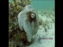 A Truly Astonishing Natural Illusion - Disappearing Octopus