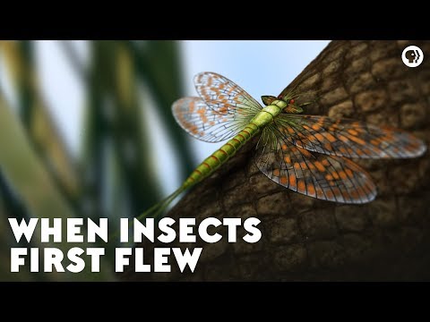 When Insects First Flew