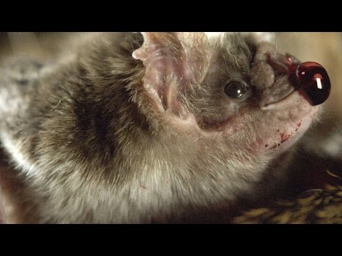 How Vampire Bats Suck Blood for 30 Minutes Unnoticed
