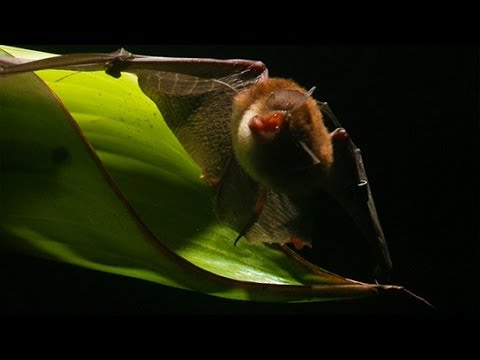 BATS USE ROLLED-UP LEAVES AS TRUMPETS