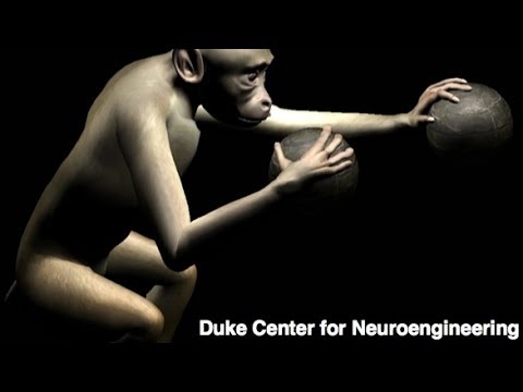 Monkeys Use Brains To Control Virtual Arms