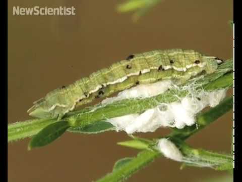 Zombie caterpillar controlled by voodoo wasps