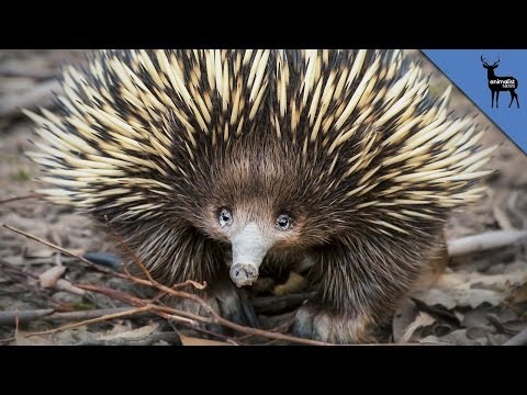 Why Do Echidnas Have Four-Headed Penises?