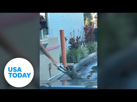 Raccoon orders a donut from the Dunkin&#039; drive-thru window | USA TODAY