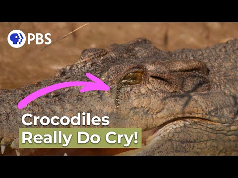 Crocodiles Really Do Cry! | Say What?!