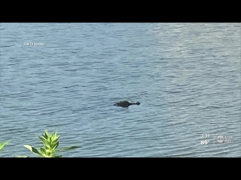 Pasco man saves his dog from an alligator