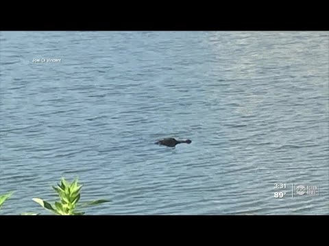 Pasco man saves his dog from an alligator