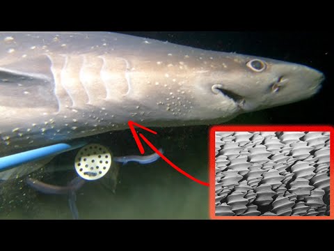 Shark Skin is Covered in TEETH!