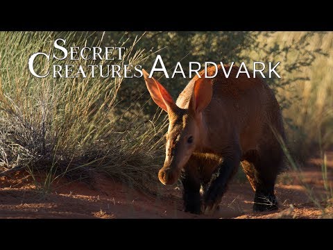 Secret Creatures: Africa&#039;s earth pig, the Aardvark.