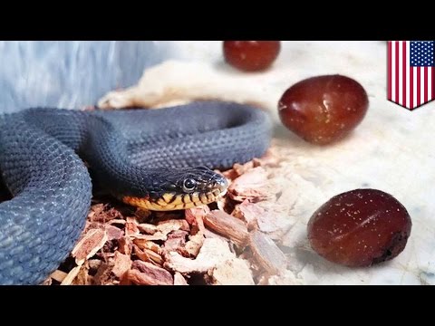 Virgin water snake gives birth for second year in a row at Missouri conservation center - TomoNews