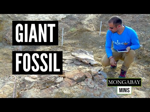 Giant ancient turtle fossils reveal horn-like structure