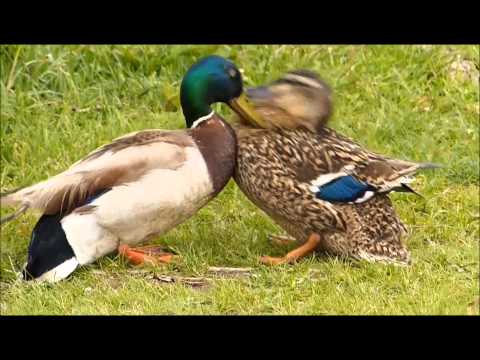 10 Surprising Bird Mating Rituals - 96