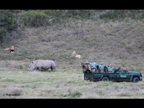 White Rhino vs Lion Pride
