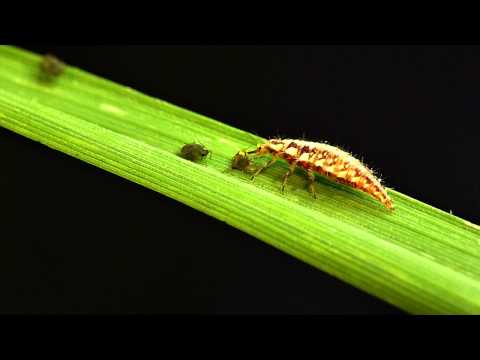Green lacewing larvae vs. bird cherry-oat aphid