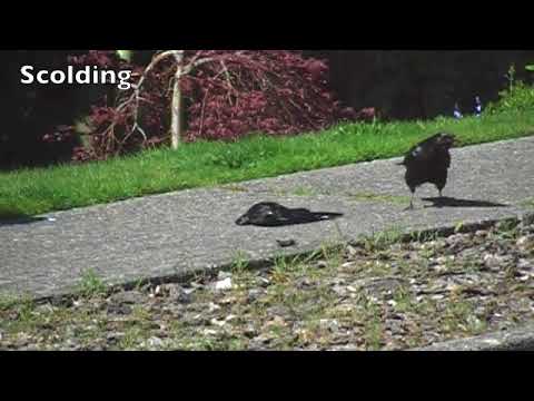 Crows attacking and copulating with a dead crow