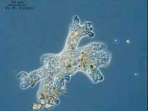 Amoeba in motion