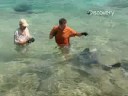 Shark Expert Attacked While Filming