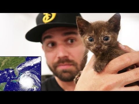 10 Heartwarming Stories Of Pets Who Survived Natural Disasters  Videos  - 29