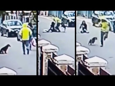 Real life Bolt: Hero stray dog saves woman from mugger