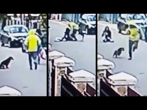 Real life Bolt: Hero stray dog saves woman from mugger