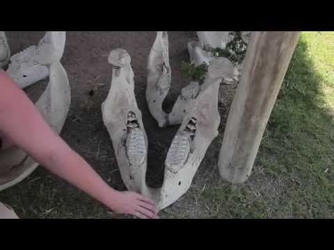 Elephant tooth development