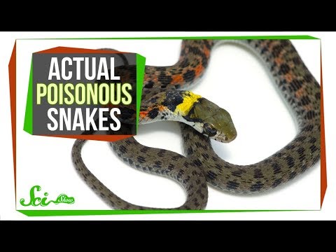 Behold—Poisonous Snakes! (Yes, You Read That Right)