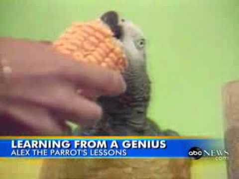 ALEX - One of the most smartest parrots ever!