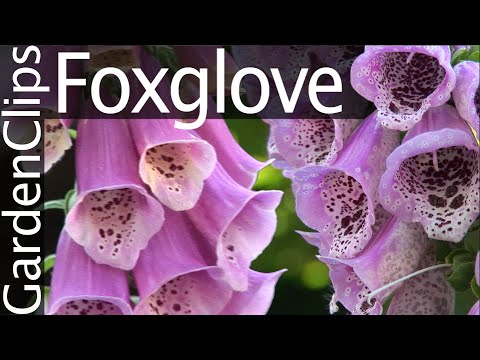 Foxglove - Digitalis purpurea - Growing Foxglove