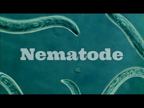 What Are Nematodes? Nematode Under A Microscope