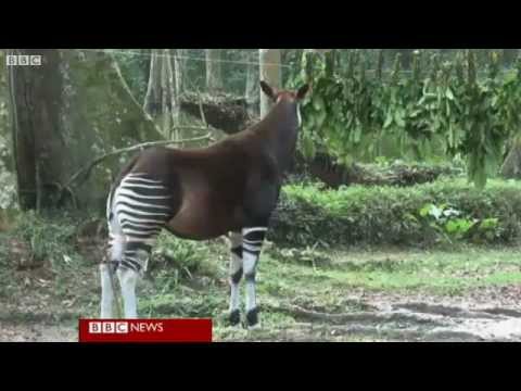 Okapis and conservationists killed by Congo rebels