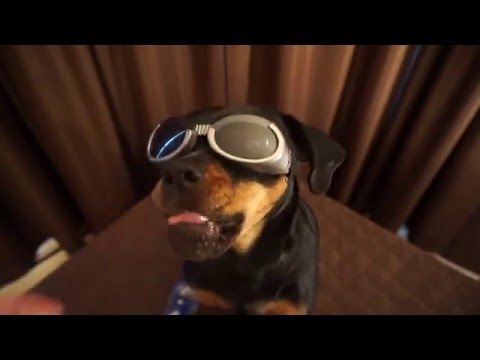 Doggles Sunglasses for Dogs