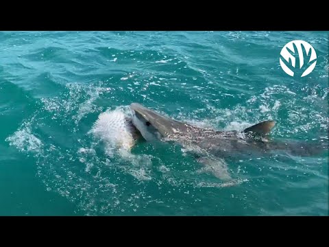 In the Field with CRF™: Tiger Shark Meets Pufferfish