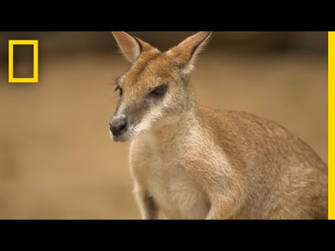 The Kangaroo is the World&#039;s Largest Hopping Animal | National Geographic