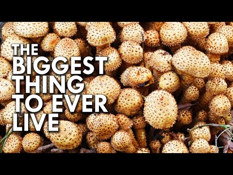 Humongous Fungus: The Biggest Thing To Ever Live