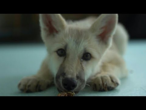 Chinese scientists create &quot;world&#039;s first&quot; cloned Arctic wolf | AFP