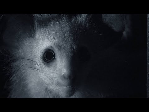 Watching an Aye-Aye Hunt at Night Is Somewhat Spooky