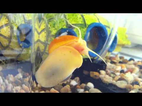 Close up of a Mystery Snail&#039;s Teeth