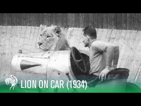 Lion On Car Rides &quot;The Wall of Death&quot; (1934) | Sporting History