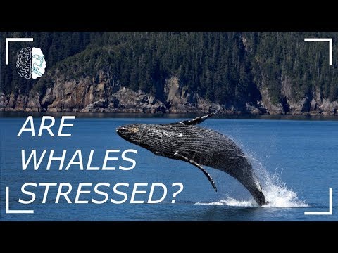 Are Whales Stressed?