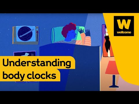 How your body clock rules your life | Wellcome