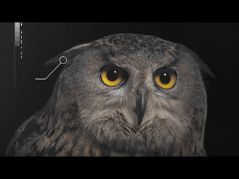 How Does an Owl&#039;s Hearing Work? | Super Powered Owls | BBC Earth