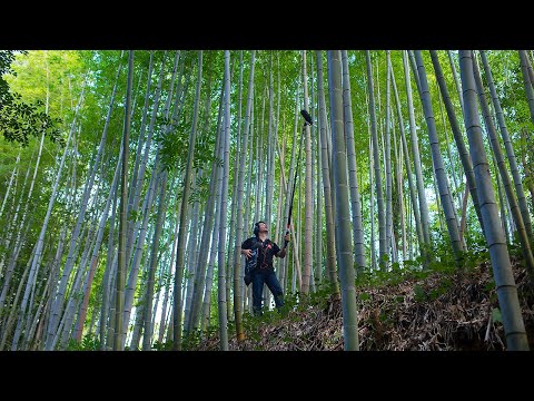 京都の嵯峨野竹林の音 | The Sound of Sagano Bamboo Forest in Kyoto
