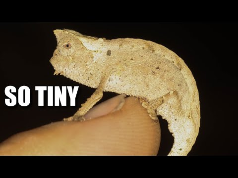 Leaf Chameleon Facts: a TINY Lizard 🦎 Animal Fact Files