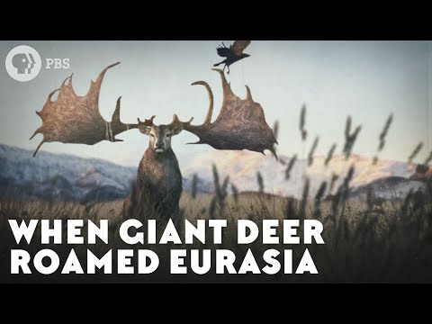 When Giant Deer Roamed Eurasia