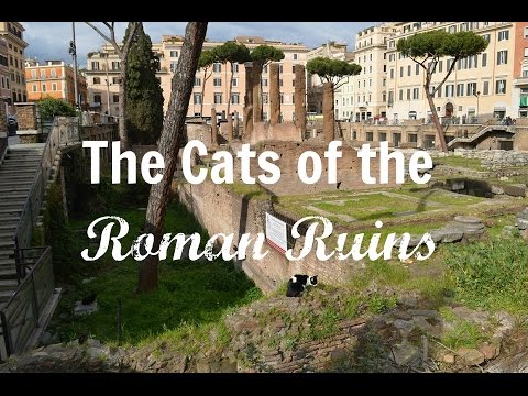 The Cats of the Roman Ruins