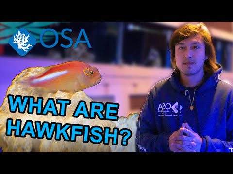 What is a Hawkfish | What is a Fish with Taras