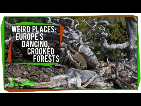Weird Places: Europe&#039;s Dancing, Crooked Forests