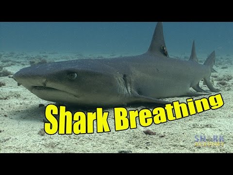 10 Facts That Will Change How You View Sharks - 2